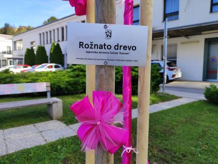 V rožnatem oktobru rožnato drevo  (8)